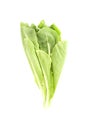 Salad leaf. Lettuce white background in studio Royalty Free Stock Photo
