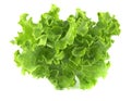 Salad leaf. Lettuce on white background. Royalty Free Stock Photo