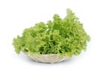 Salad leaves Royalty Free Stock Photo