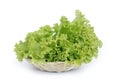 Salad leaves Royalty Free Stock Photo