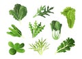 Salad leaves. Cartoon fresh spinach and kale, endive or lettuce foliage of organic vegetables. Healthy food collection Royalty Free Stock Photo