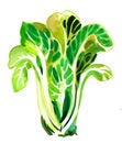 Salad leaves