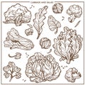 Salad lettuce and cabbages vegetables vector sketch icons