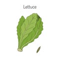 Salad Lettuce