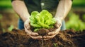 salad lettuce healthy food harvesting