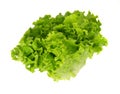 salad lettuce isolated on white