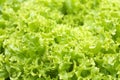 Salad (lollo bionda lettuce) Royalty Free Stock Photo