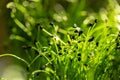 Salad micro greens growing bunch close up