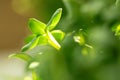 Salad micro greens growing bunch close up