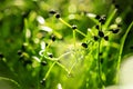 Salad micro greens growing bunch close up