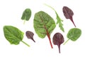 Salad mix with arugula, spinach, leaves of red chard and leaves of bulls blood on white background. Top view. Healthy and diet Royalty Free Stock Photo