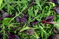 Salad mix leaves as background, top view. Fresh salad with arugula, purple lettuce, spinach, frisee and chard leaves Royalty Free Stock Photo