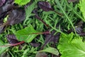 Salad mix leaves as background, top view. Fresh salad with arugula, purple lettuce, spinach, frisee and chard leaves Royalty Free Stock Photo