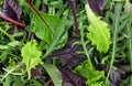 Salad mix leaves as background, top view. Fresh salad with arugula, purple lettuce, spinach, frisee and chard leaves Royalty Free Stock Photo