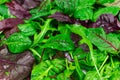 Salad mix leaves background. Fresh Salad Pattern with rucola, purple lettuce, spinach, frisee and chard leaf Royalty Free Stock Photo