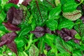 Salad mix leaves background. Fresh Salad Pattern with rucola, purple lettuce, spinach, frisee and chard leaf Royalty Free Stock Photo
