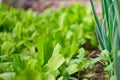 Salad with onions in the greenhouse. eco food Royalty Free Stock Photo