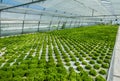 Butterhead lettuce, vegetable hydroponics in big greenhouse Royalty Free Stock Photo