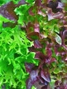 Salad plant Royalty Free Stock Photo