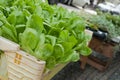 Salad plant at the market