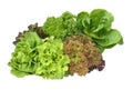 Salad plant on white background Royalty Free Stock Photo