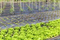 Salad plantation with assorted greens and tomatoes