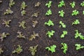 Salad seedlings arranged in vegetable plots