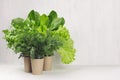 Salad, spinach, dill, parsley in craft pots on white wood shelf, copy space. Healthy food.