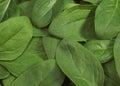Salad of Spinach Shoot, spinacia oleracea