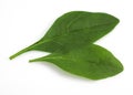 Salad of Spinach Shoot, spinacia oleracea, Leaves against White Background