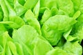 Green lettuce growing in vegetable garden Royalty Free Stock Photo