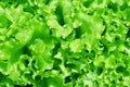 Salad texture. Green lettuce growing in vegetable garden. Royalty Free Stock Photo