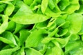 Salad texture. Green lettuce growing in vegetable garden. Royalty Free Stock Photo