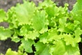 Salad texture. Green lettuce growing in vegetable garden. Royalty Free Stock Photo