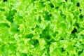 Salad texture. Green lettuce growing in vegetable garden. Royalty Free Stock Photo