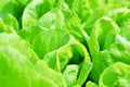 Salad texture. Green lettuce growing in vegetable garden. Royalty Free Stock Photo