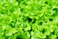 Salad texture. Green lettuce growing in vegetable garden. Royalty Free Stock Photo