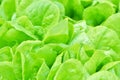 Salad texture. Green lettuce growing in vegetable garden. Royalty Free Stock Photo