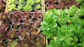 Salad vegetable hydroponics garden with water droplets