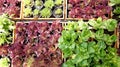 Salad vegetable hydroponics garden with water droplets Royalty Free Stock Photo