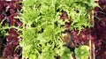 Salad vegetable hydroponics garden with water droplets Royalty Free Stock Photo