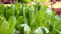 Salad vegetable hydroponics garden with water droplets