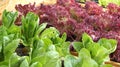 Salad vegetable hydroponics garden with water droplets