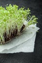 Salad vegetable sprouts, micro-green on a black background, vertically