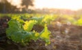 Salad vegetables, energy icon for sustainable and renewable development Ecology concepts