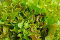 Salade closeup