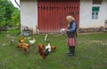 Salaj/Romania - May 16, 2018: old lady feeding her chickens in the yard in countryside