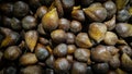 Salak fruit is sold on traditional Asian markets