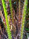 Salak fruit tree which has a spiny stem Royalty Free Stock Photo