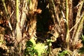 Salak Pondoh. Snakefruit in selective focus. Royalty Free Stock Photo